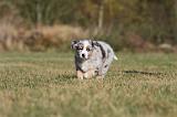 BERGER AUSTRALIEN PUPPIES 240